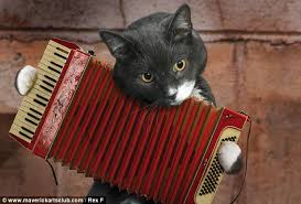 accordian cat