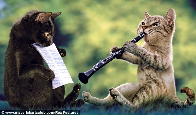 clarinet cat